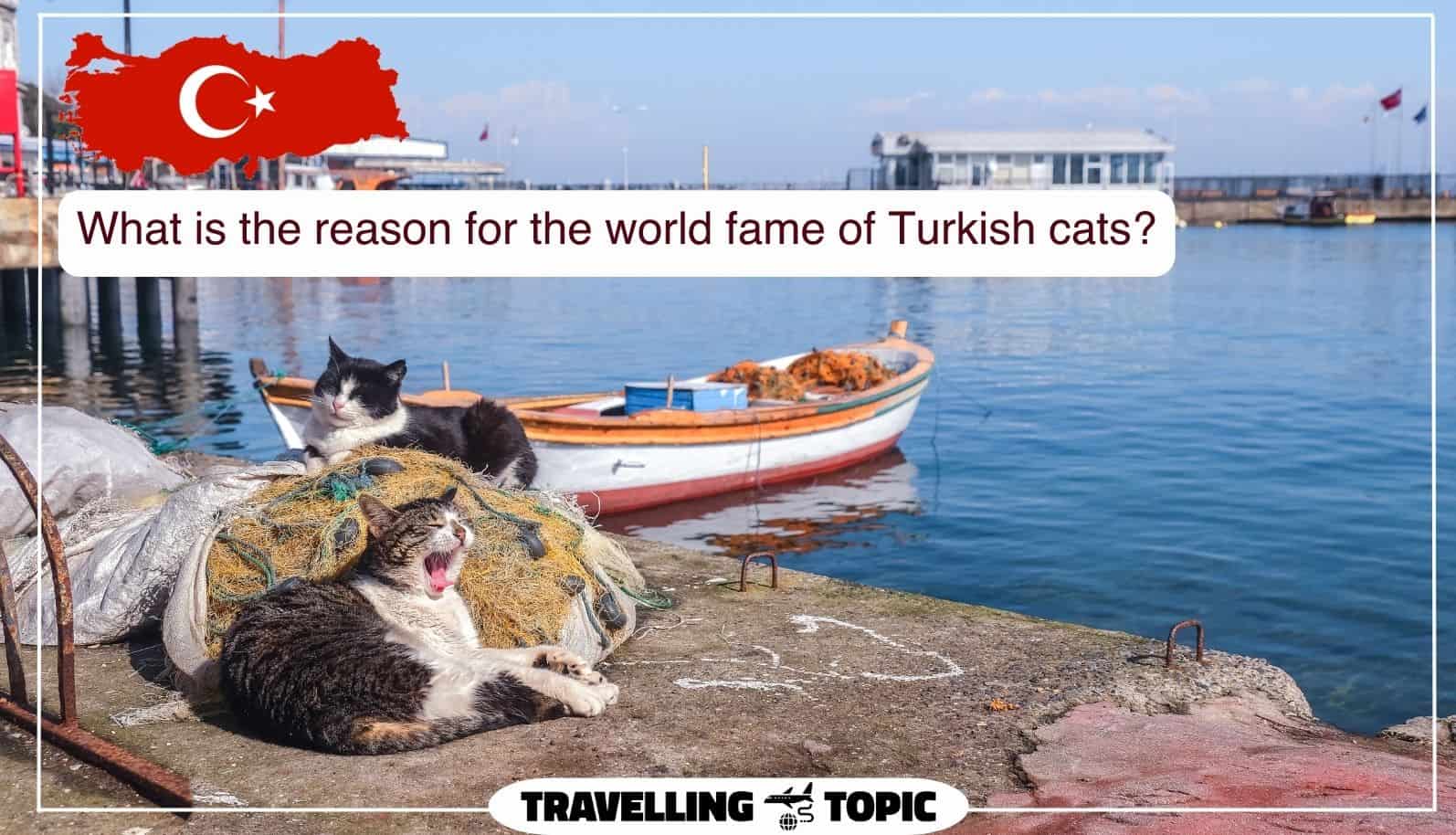 What Is The Reason For The World Fame Of Turkish Cats 