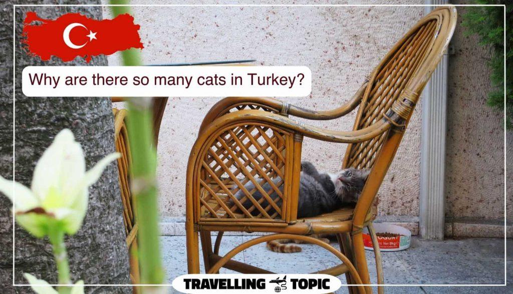 So Many Cats In Turkey  1024x587 