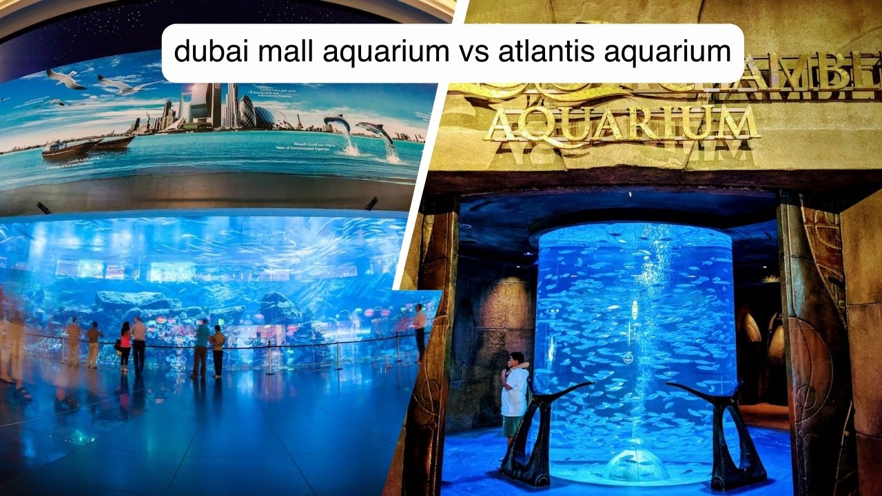 dubai mall aquarium vs atlantis aquarium