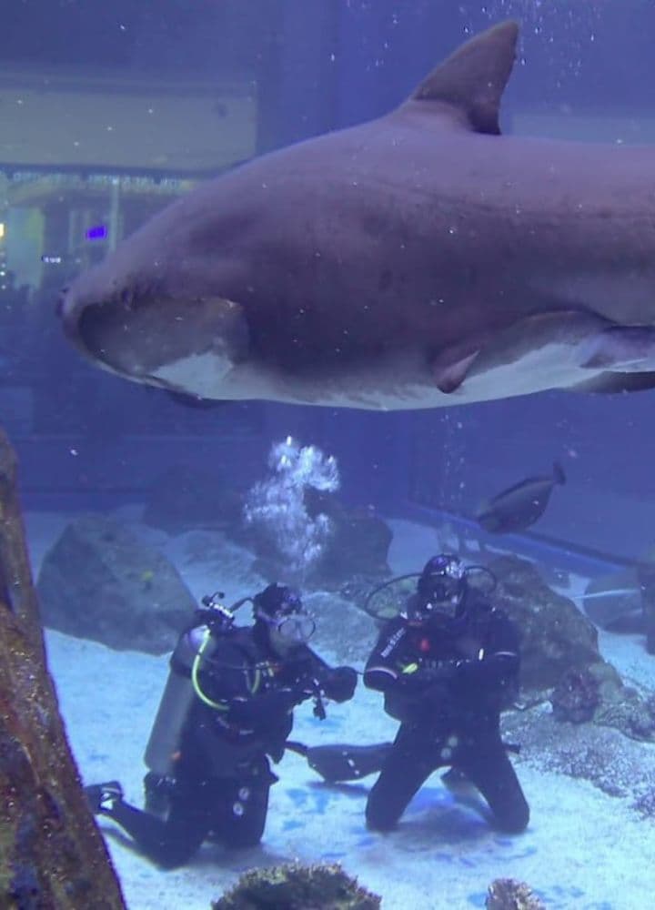 Diving with sharks; One of the scariest entertainments in Dubai