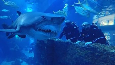 Is it dangerous to swim with sharks in Dubai Mall Aquarium