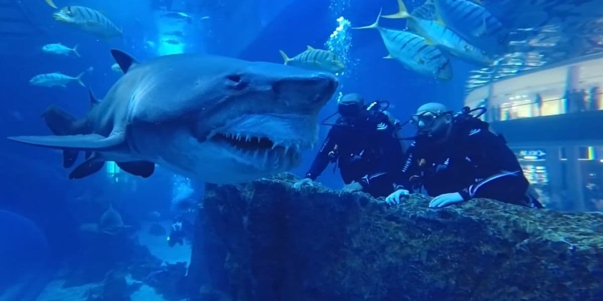 Is it dangerous to swim with sharks in Dubai Mall Aquarium