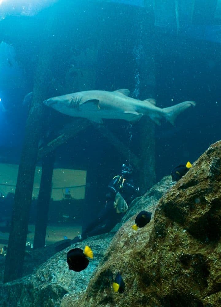 Swimming with sharks at the Dubai Mall Aquarium